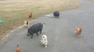 Eggs from the chickens, but the pigs are pets (not food!)